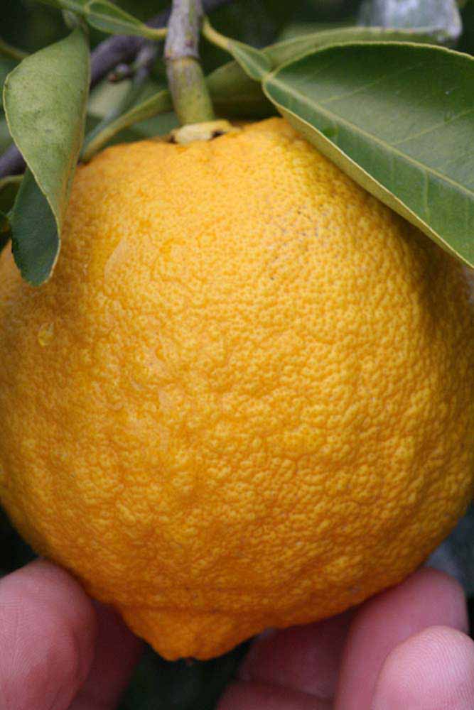              Fruit (Riverside, CA)       